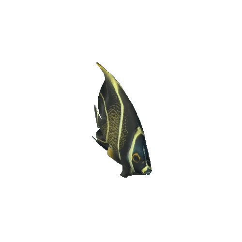 french_angelfish (2)